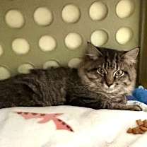 Thumbnail photo of Izzy #2