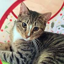 Thumbnail photo of Kawika (Kah-vee-ka) #1