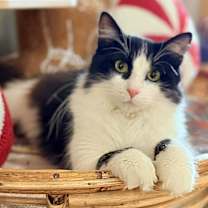 Thumbnail photo of Miss Bianca #2