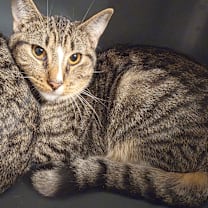 Thumbnail photo of Kawika (Kah-vee-ka) #3