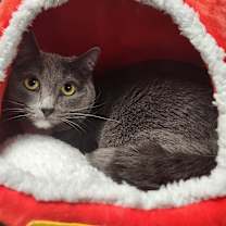 Thumbnail photo of GRACIE #1