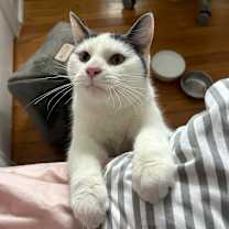 Thumbnail photo of Sussex #1