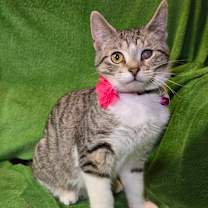 Thumbnail photo of Viggo #2