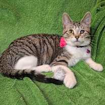 Thumbnail photo of Viggo #3