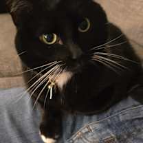 Thumbnail photo of Onyx #1