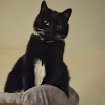 Thumbnail photo of Onyx #2