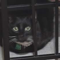 Thumbnail photo of Onyx #3