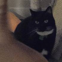 Thumbnail photo of Onyx #4