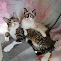 Thumbnail photo of Artemis #4