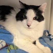 Thumbnail photo of Headcap #1