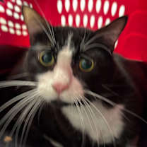 Thumbnail photo of 2spot #2