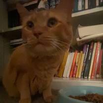 Thumbnail photo of Leo #4