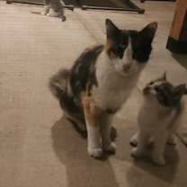 Thumbnail photo of Callie #3