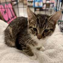 Thumbnail photo of Beef #2