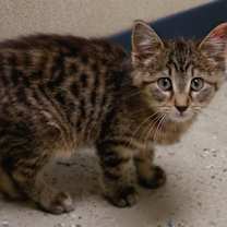 Thumbnail photo of Azalia #2