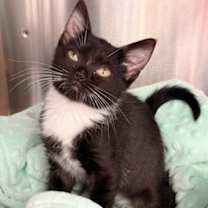 Thumbnail photo of Harmony #1