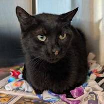 Thumbnail photo of The King in Yellow #1