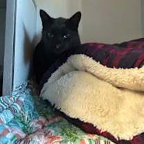 Thumbnail photo of The King in Yellow #2