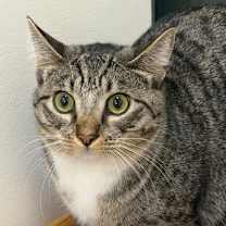 Thumbnail photo of Rose #1