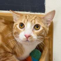 Thumbnail photo of Saffron #2