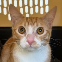 Thumbnail photo of Saffron #3