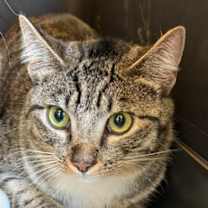 Thumbnail photo of Rose #3