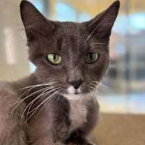 Thumbnail photo of Jade #1