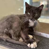 Thumbnail photo of Jade #2