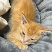 Thumbnail photo of October #1