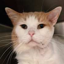 Thumbnail photo of Zeppole #1