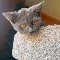 Thumbnail photo of Marguerite #1