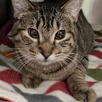 Thumbnail photo of Cattitude Cat: Mars #1