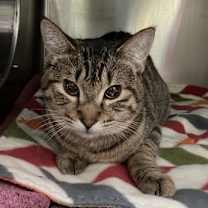 Thumbnail photo of Cattitude Cat: Mars #2