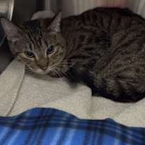 Thumbnail photo of Cattitude Cat: Mars #3