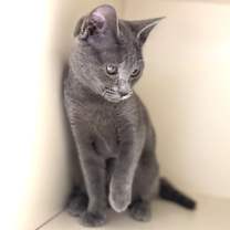 Thumbnail photo of Lady Agatha Danbury #1