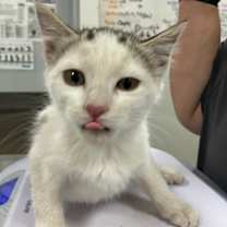 Thumbnail photo of Kygo #2