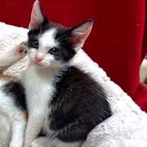 Thumbnail photo of Gobi #2