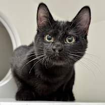 Thumbnail photo of Tinky-Winky #1