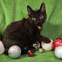 Thumbnail photo of Smidvarg #1