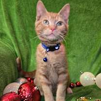 Thumbnail photo of Garffiljorg #2