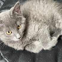 Thumbnail photo of Sheridan #1