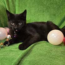 Thumbnail photo of Scauldy #3