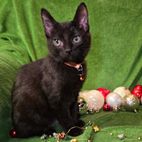 Thumbnail photo of Smidvarg #4