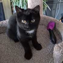 Thumbnail photo of Mystery #2