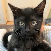 Thumbnail photo of Frosty Showcase #1