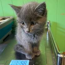 Thumbnail photo of Sheridan #3