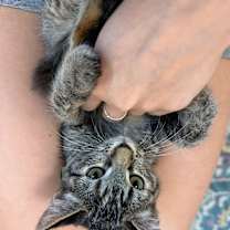 Thumbnail photo of Queens New York #2