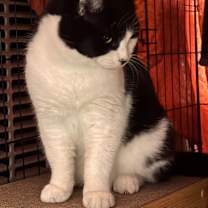 Thumbnail photo of Trixie #2