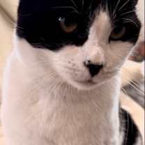 Thumbnail photo of Trixie #4