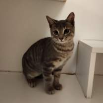 Thumbnail photo of Cat Condo #17 #2